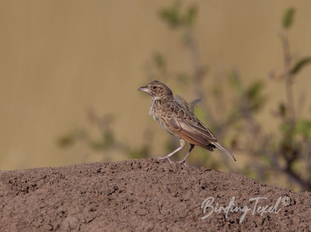 desertlark