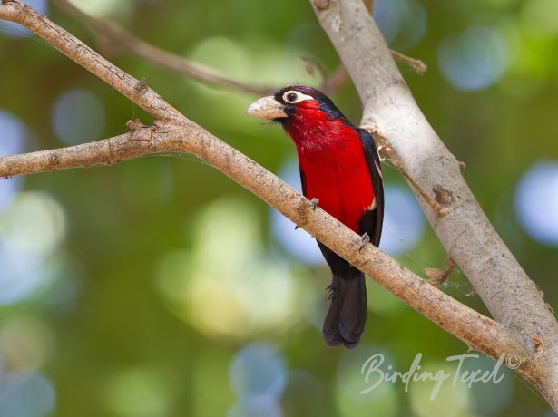 double toothedbarbet