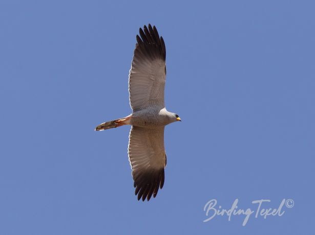 easternchantinggoshawk