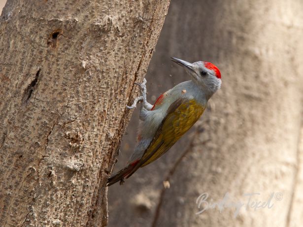 easterngreywoodpecker