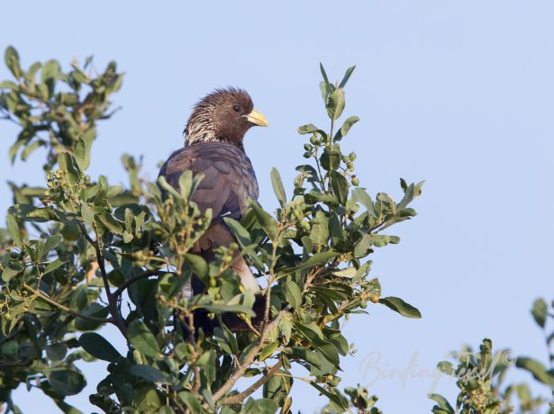 easternplantain eater