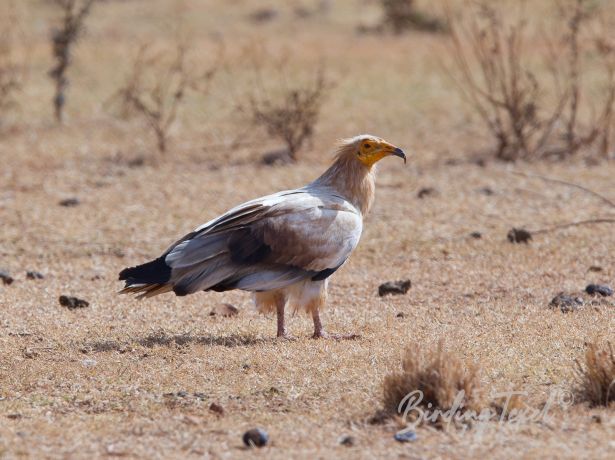 egyptianvulture