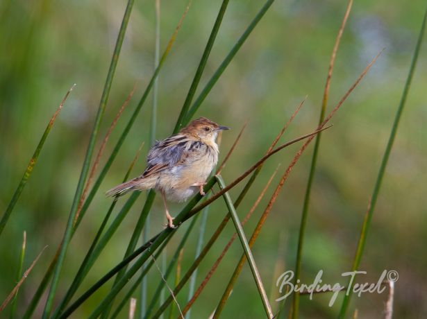 ethiopiancisticola