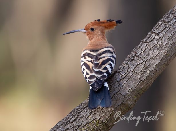 eurasianhoopoe