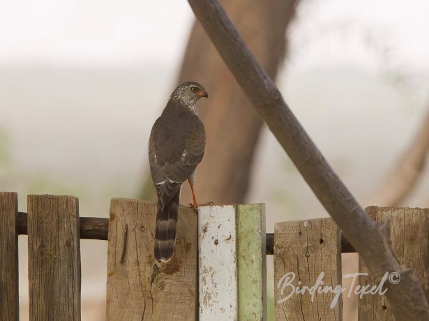 gabargoshawk