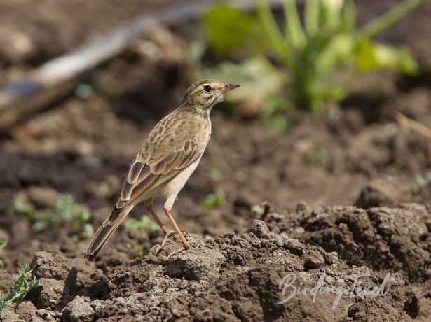 grasslandpipit