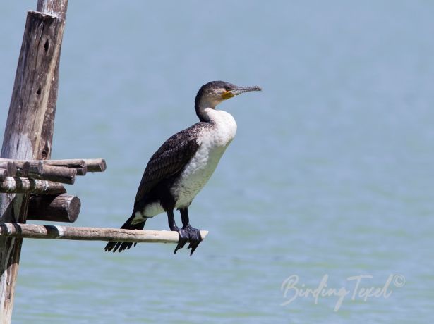 greatcormorant