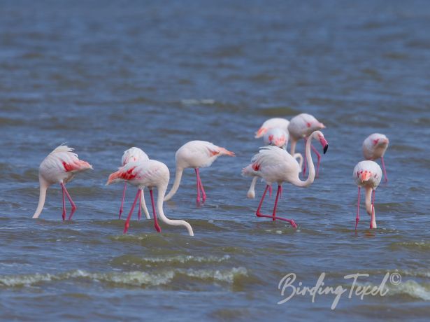 greaterflamingo