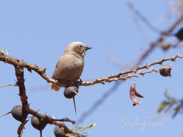 grey cappedsocialweaver