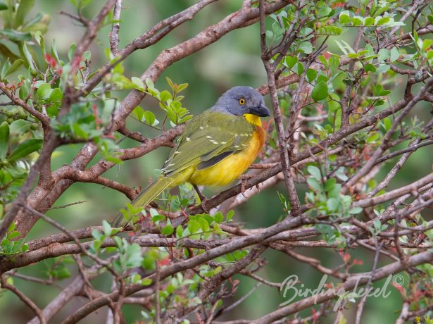 grey headedbushshrike