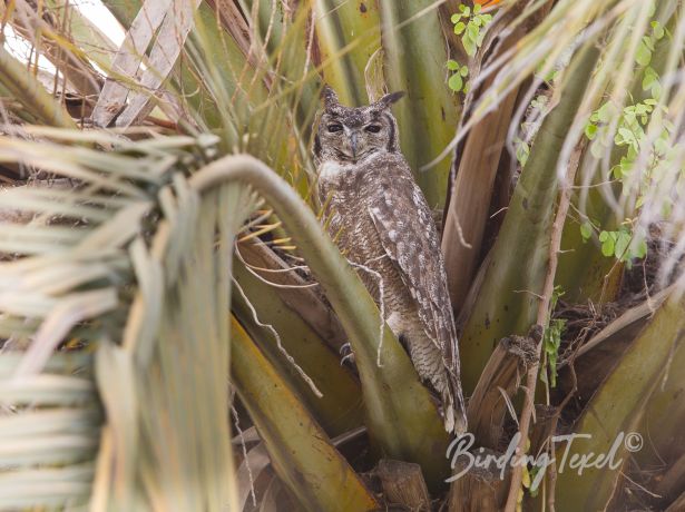 greyisheagle owl