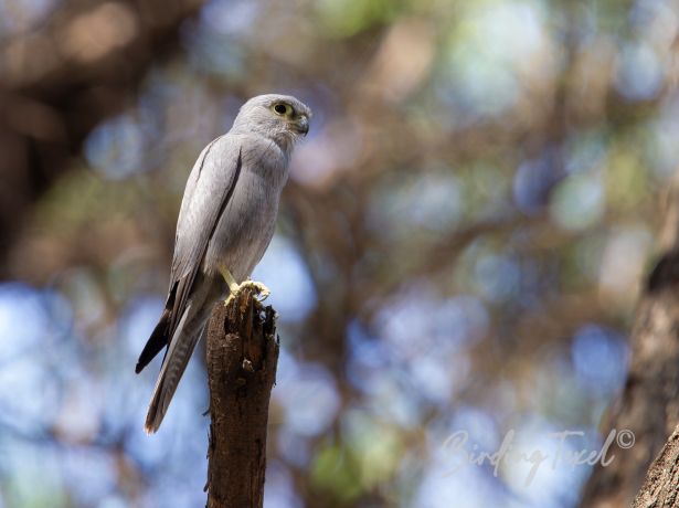 greykestrel