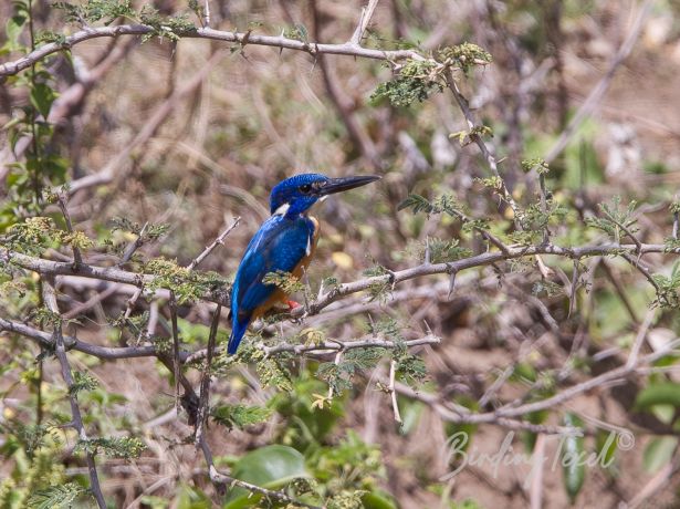 half collaredkingfisher