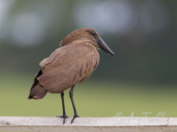 hamerkop