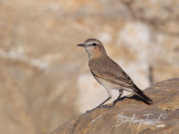 isabellinewheatear