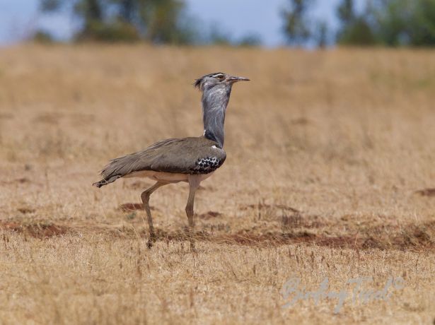 koribustard