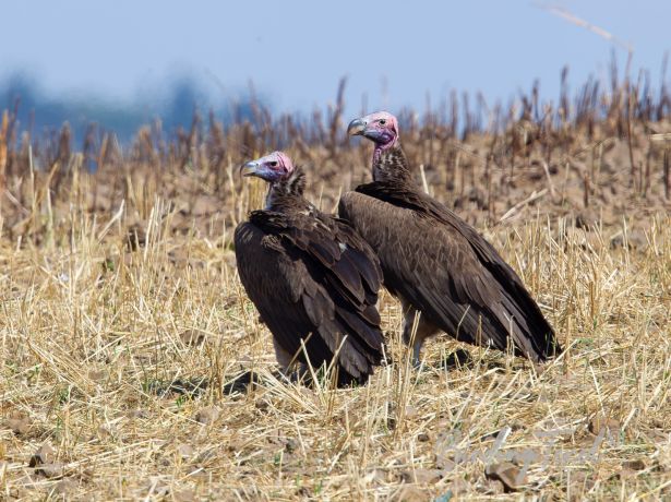 lappet facedvulture