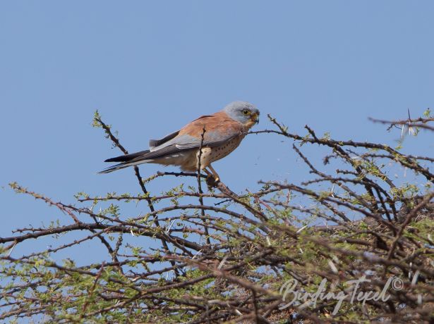 lesserkestrel