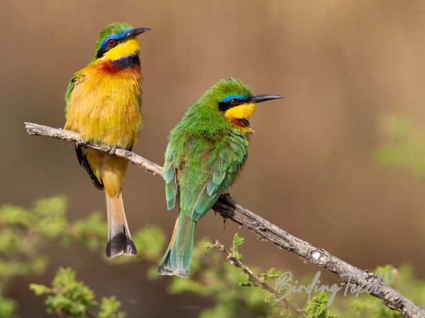 littlebee eater