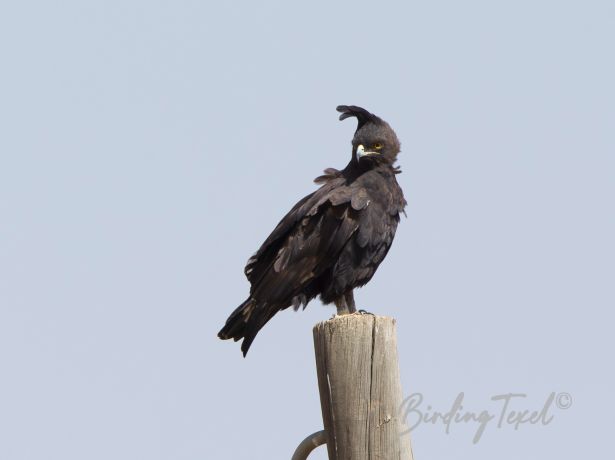 long crestedeagle