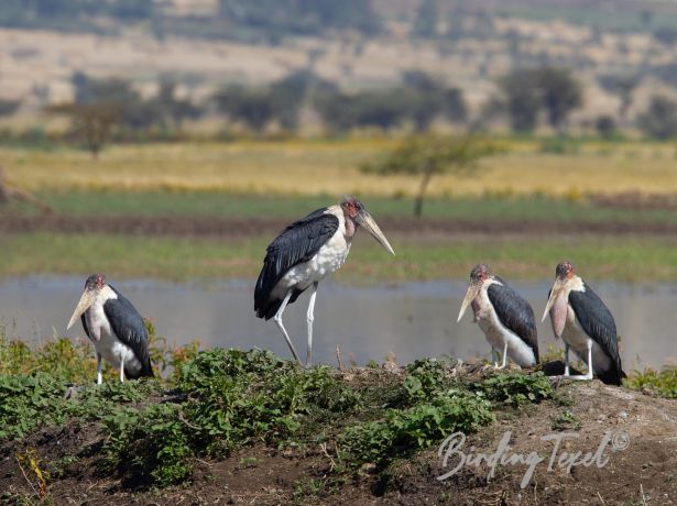 maraboustork