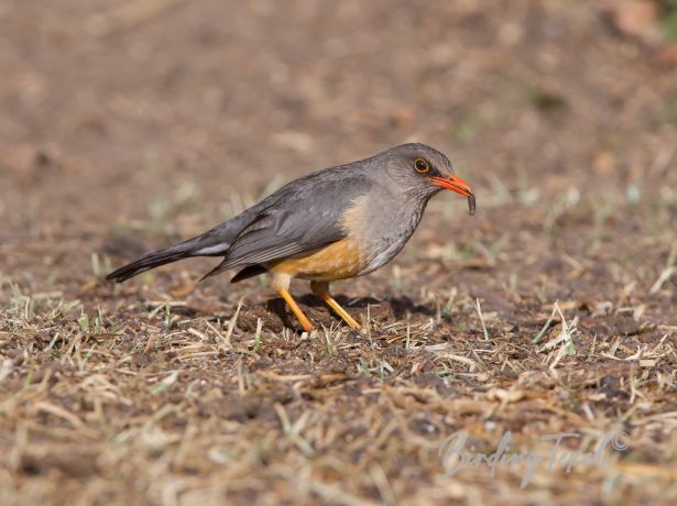 mountainthrush