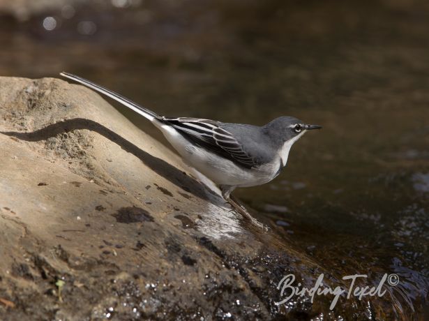 mountainwagtail