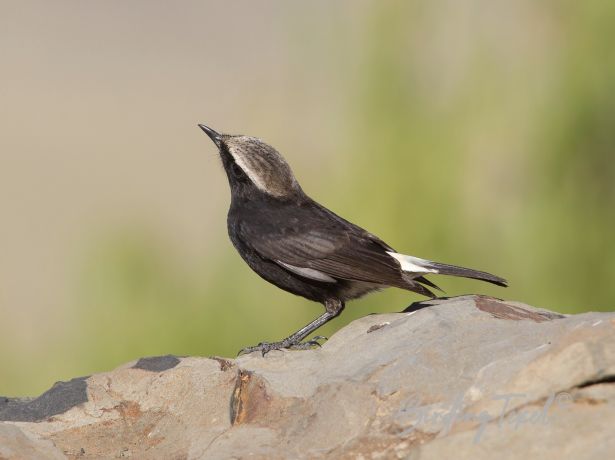 mourningwheatear