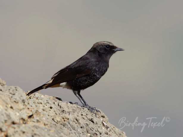 mourningwheatear