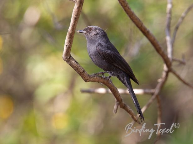 northernblackflycatcher