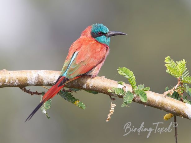 northerncarminebee eater