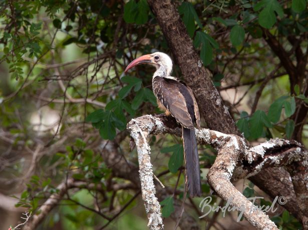 northernred billedhornbill