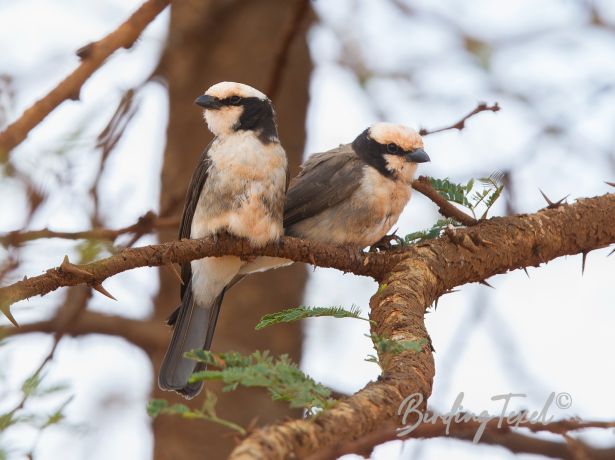 northernwhite crownedshrike