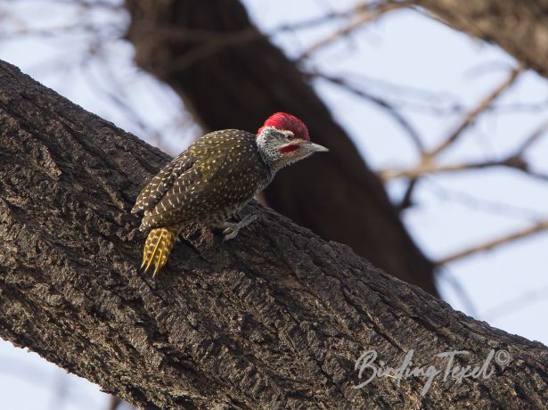 nubianwoodpecker