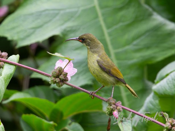 olivesunbird