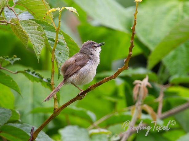 paleprinia