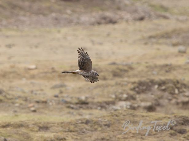 palidharrier