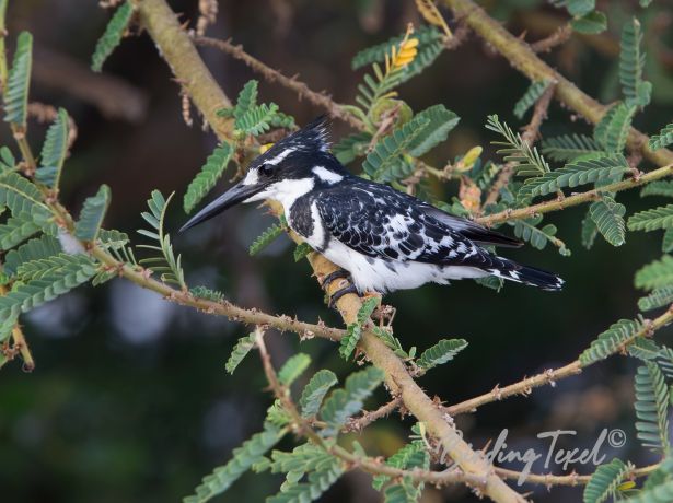 piedkingfisher