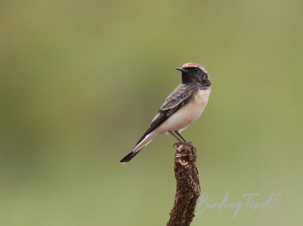 piedwheatear