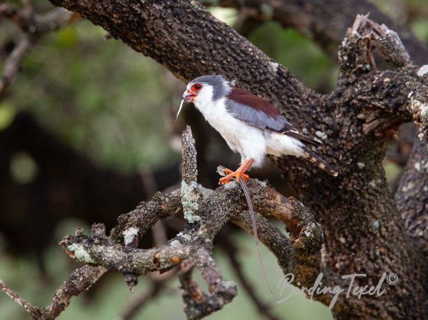 pygmyfalcon