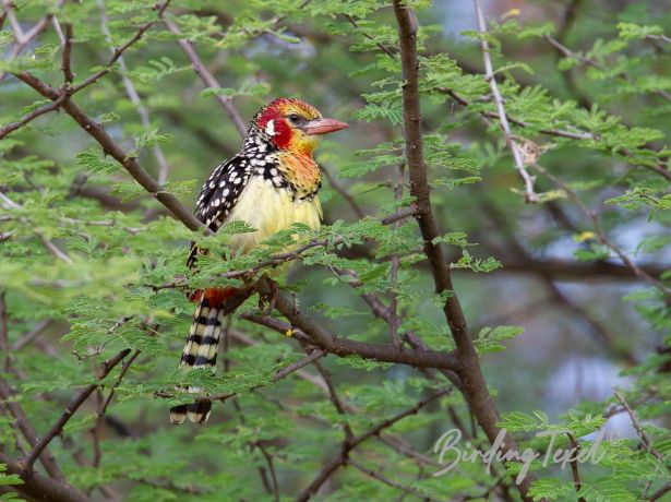 red and yellowbarbet