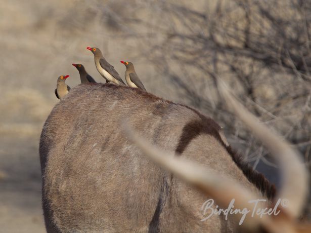 red billedoxpecker