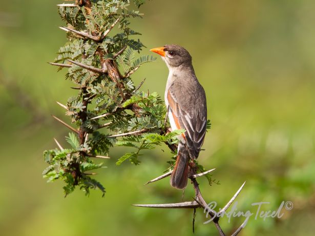 red headedweaver7022015