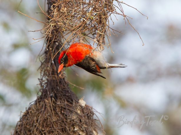 red headedweaver