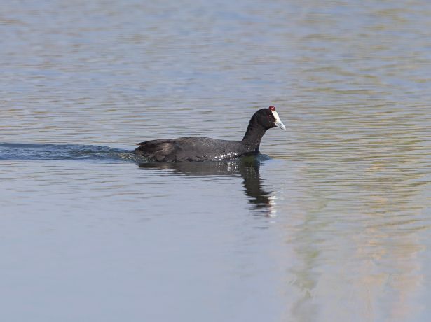 red knobbedcoot