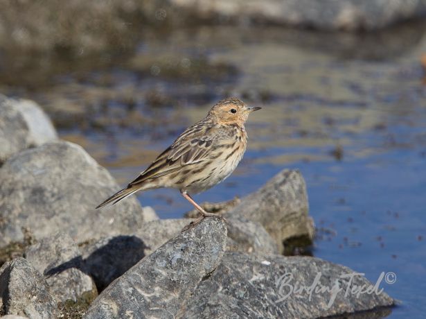 red throatedpipit