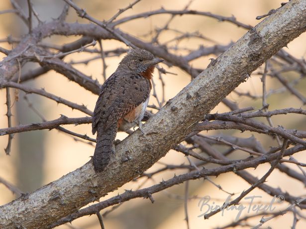 red throatedwryneck