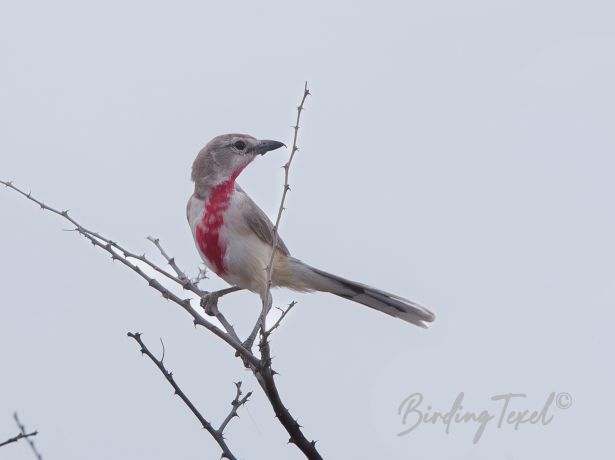 rosy patchedbush shrike