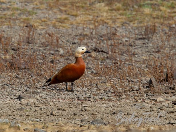 ruddyshelduck