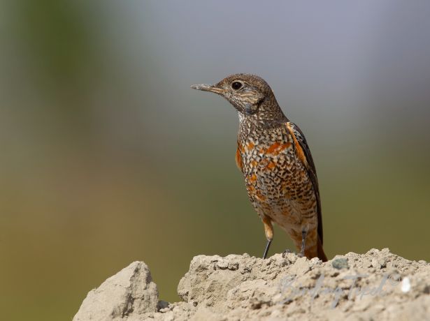 rufous tailedrock thrush